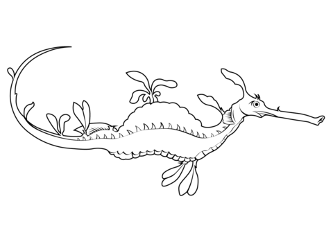 Common Seadragon (Phyllopteryx Taeniolatus) Coloring Page